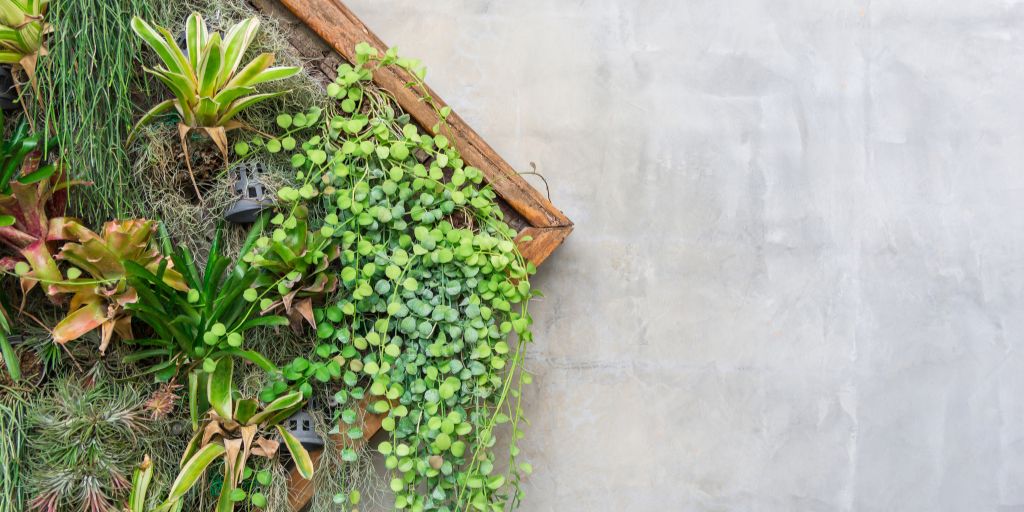 A living wall framed with decking to make the most of the space in a small garden