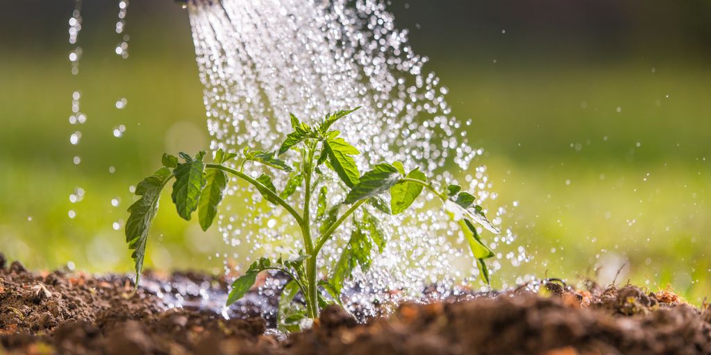 A young plant in the ground getting watered