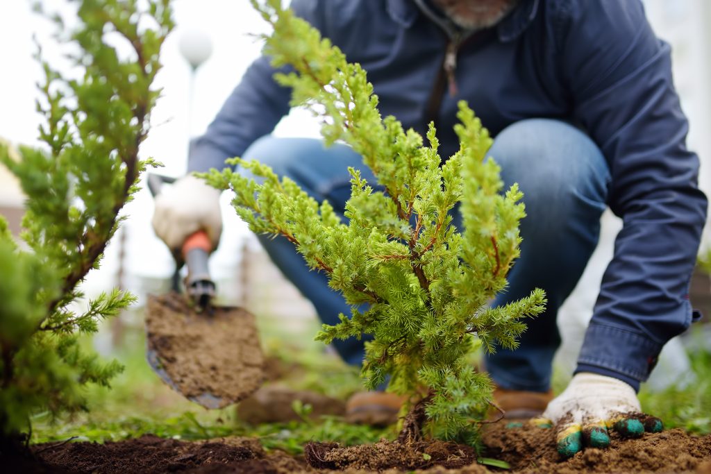 Gardener planting evergreen trees - Assured Composite